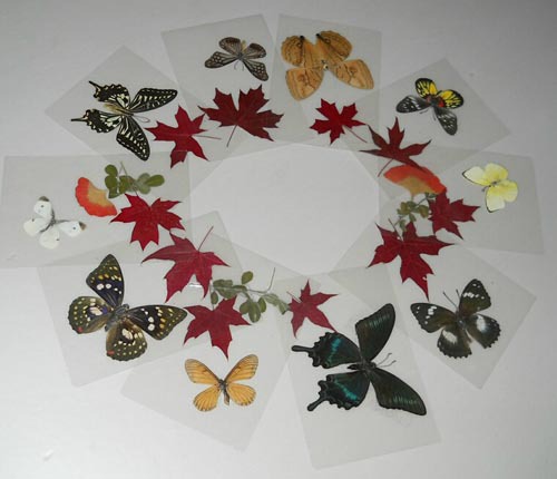 새로운 나비 표본 10PCS/New butterfly specimen 10pcs
